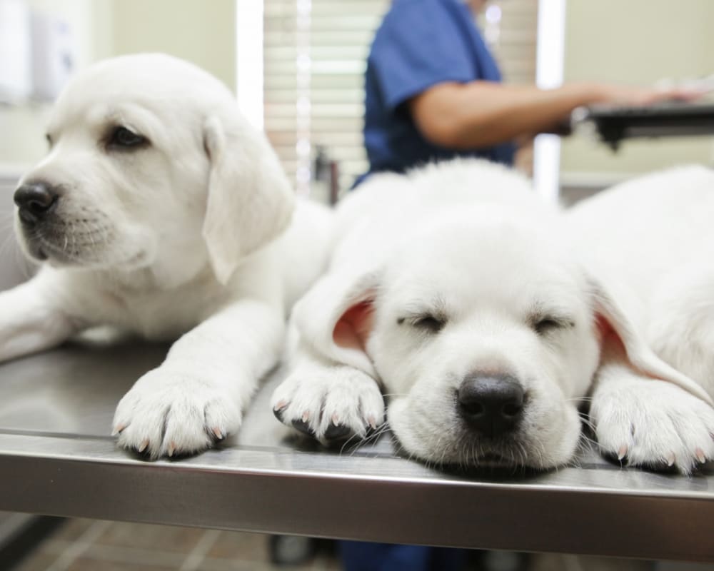 Puppies, Turlock Veterinarians